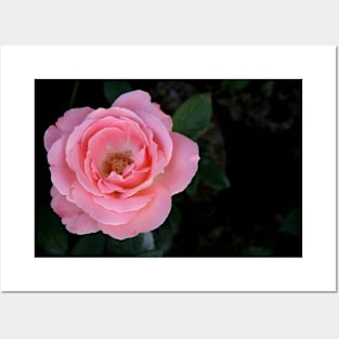 Bright pink rose blossom on dark green black background Posters and Art